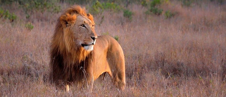 African Lion Kenya